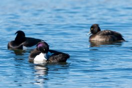 AktNatBeo-210212-ta-15_IW_Reiherente