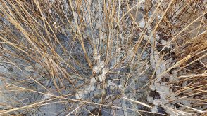 AktNatBeo-210217-hw-01_Schilf_Eis_Osternach_20210217_104323