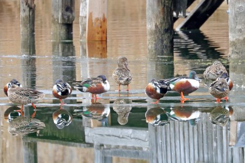 AktNatBeo-210217-hw-03_Loeffelenten_ruhend_Aiterbach_02.2021_8C3A9347