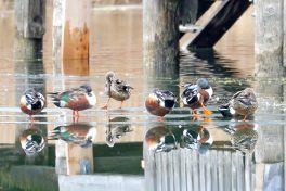 AktNatBeo-210217-hw-04_Loeffelenten_ruhend_Aiterbach_02.2021_8C3A9360