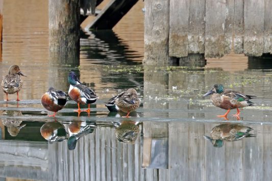 AktNatBeo-210217-hw-05_Loeffelenten_ruhend_Aiterbach_02.2021_8C3A9374