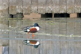 AktNatBeo-210217-hw-06_Loeffelente_Erpel_im_Prachtkleid_Aiterbach_02.2021_8C3A9404