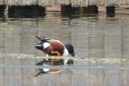 AktNatBeo-210217-hw-07_Loeffelente_Erpel_im_Prachtkleid_Aiterbach_02.2021_8C3A9408