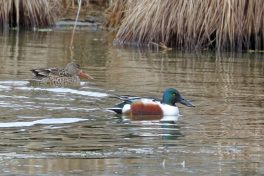 AktNatBeo-210217-hw-08_Loeffelente_Weibchen_und_Erpel_im_Prachtkleid_Aiterbach_02.2021_8C3A9420