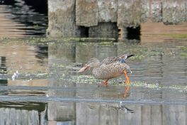 AktNatBeo-210217-hw-09_Loeffelente_Weibchen_Aiterbach_02.2021_8C3A9454