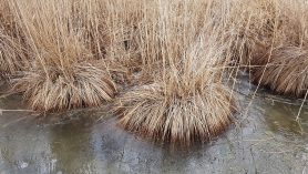 AktNatBeo-210217-hw-12_Schilf_Aiterbach_20210217_112250