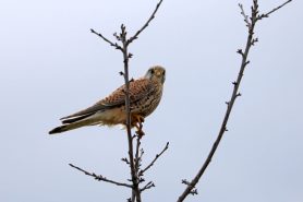 AktNatBeo-210217-hw-13_Turmfalke_Weibchen_Aiterbach_02.2021_8C3A9499