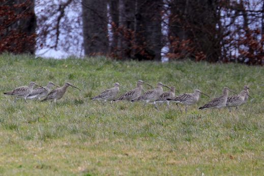 AktNatBeo-210217-hw-14_Grosser_Brachvogel_Seebrucker_Wiesen_02.2021_8C3A9577