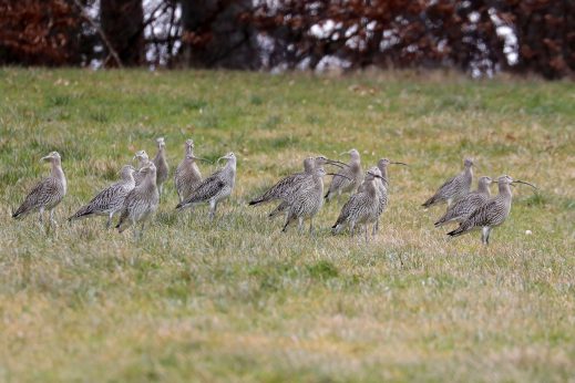 AktNatBeo-210217-hw-15_Grosser_Brachvogel_Seebrucker_Wiesen_02.2021_8C3A9656