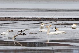 AktNatBeo-210217-hw-17_Singschwan_Hirschauer_Bucht_02.2021_8C3A9731
