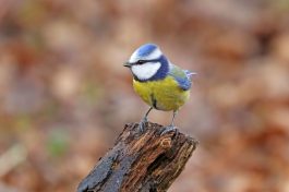 AktNatBeo-210217-hw-18_Blaumeise_Hirschauer_Bucht_02.2021_8C3A9813