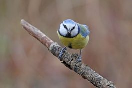 AktNatBeo-210217-hw-19_Blaumeise_Hirschauer_Bucht_02.2021_8C3A9851