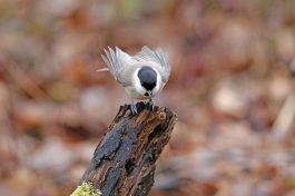 AktNatBeo-210217-hw-20_Weidenmeise_Hirschauer_Bucht_02.2021_8C3A9870