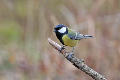 AktNatBeo-210217-hw-21_Kohlmeise_Maennchen_Hirschauer_Bucht_02.2021_8C3A9894