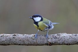 AktNatBeo-210217-hw-22_Kohlmeise_Weibchen_Hirschauer_Bucht_02.2021_8C3A9906