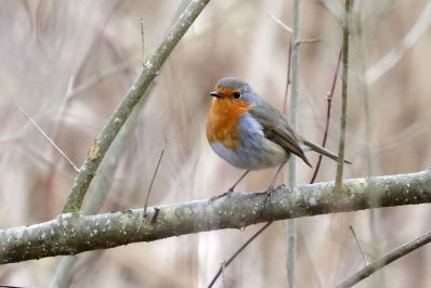 AktNatBeo-210217-hw-23_Rotkehlchen_Hirschauer_Bucht_02.2021_8C3A0001