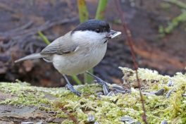AktNatBeo-210217-hw-24_Weidenmeise_Hirschauer_Bucht_02.2021_8C3A0023