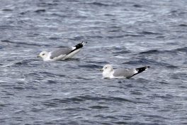 AktNatBeo-210217-hw-25_Sturmmoewe_2er_Winter_Autobahnraststaette_02.2021_8C3A0033