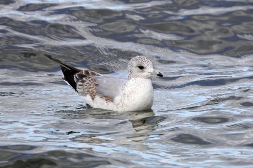 AktNatBeo-210217-hw-26_Sturmmoewe_1er_Winter_Autobahnraststaette_02.2021_8C3A0040