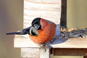 AktNatBeo-210217-hw-28_Gimpel_Maennchen_Moorstation_Nicklheim_02.2021_8C3A0146