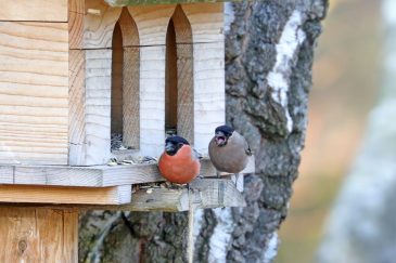 AktNatBeo-210217-hw-29_Gimpel_Maennchen_und_Weibchen_Moorstation_Nicklheim_02.2021_8C3A0167