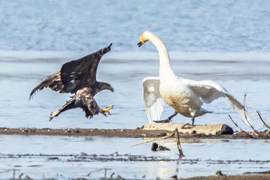 AktNatBeo-210220-ah-01_Seeadler_HB