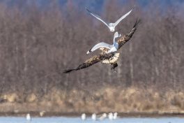 AktNatBeo-210220-ah-02_Seeadler_HB