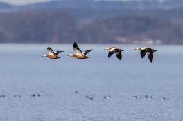 AktNatBeo-210220-ah-03_Rostgaense_HB