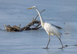 AktNatBeo-210220-ah-04_Silbereiher_HB