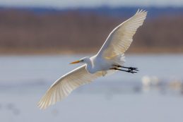 AktNatBeo-210220-ah-05_Silberreiher_2_HB