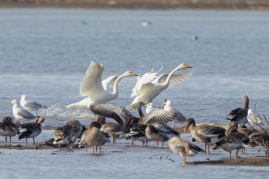 AktNatBeo-210220-ah-06_Singschwan_HB