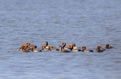 AktNatBeo-210220-ah-07_Kolbenenten_HB