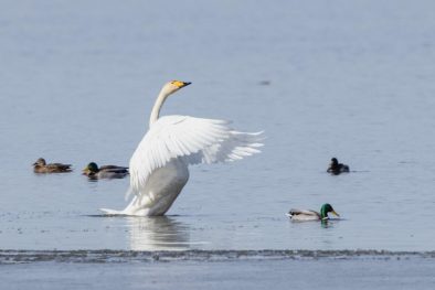 AktNatBeo-210220-ah-08_Singschwan_HB