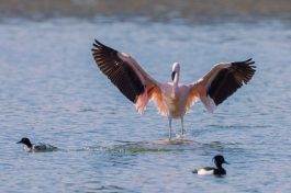 AktNatBeo-210220-ah-09_Flamingo_Irschn._Winkl