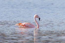 AktNatBeo-210220-ah-10_Flamingo__Irsch._Winkl