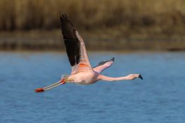 AktNatBeo-210220-ah-11_Flamingo_Irsch._Winkel