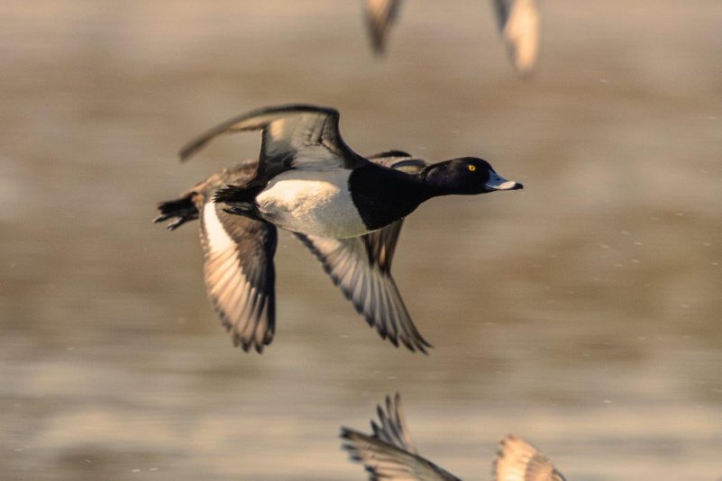 AktNatBeo-210220-ah-12_Reiherenten_Irsch.Winkl