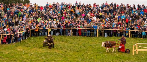 Ochsenrennen-1020780