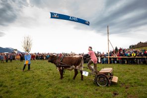 Ochsenrennen-1020843