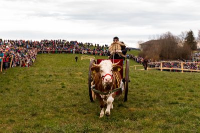 Ochsenrennen Wildenwart 1