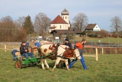 wiwa ochsenrennen training01