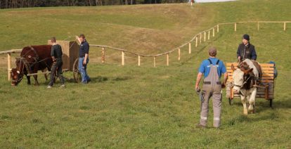 wiwa ochsenrennen training05