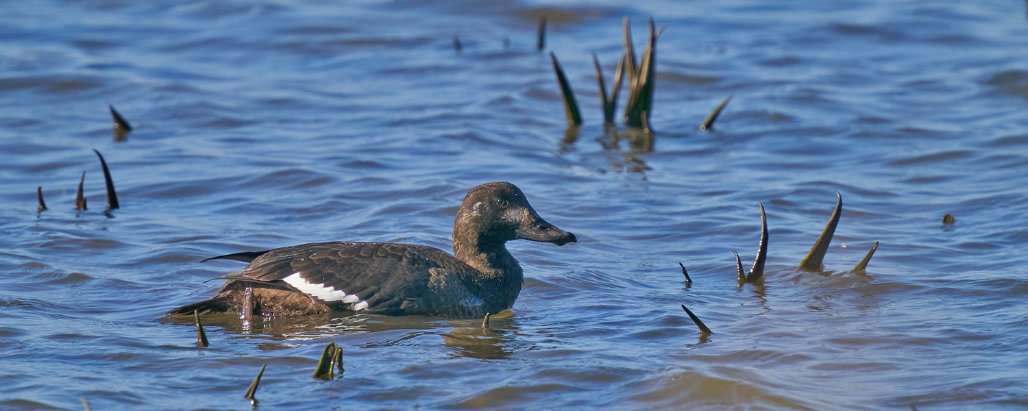 Die Samtente ein seltener Gast Samerberger Nachrichten