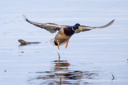 AktNatBeo-210312-ah-anfliegender_Stockentenerpel_HB3_(2)