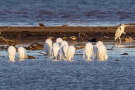 AktNatBeo-210312-ah-schlafende_Silberreiher_nach_Sonnenaufgang_HB_2