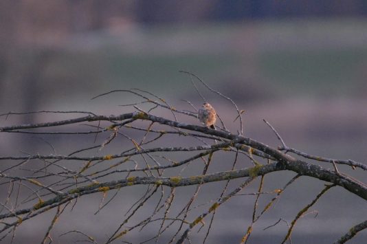 AktNatBeo-210313-ja-1_Bergpieper