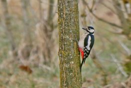 AktNatBeo-210313-ja-2_Buntspecht-1140pix
