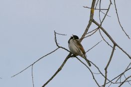 AktNatBeo-210313-ja-3_Rohrammer