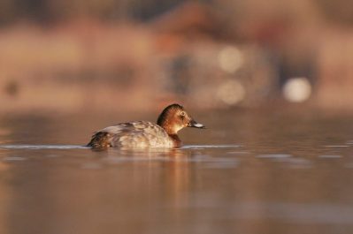 AktNatBeo-210313-ja-7_Tafelente