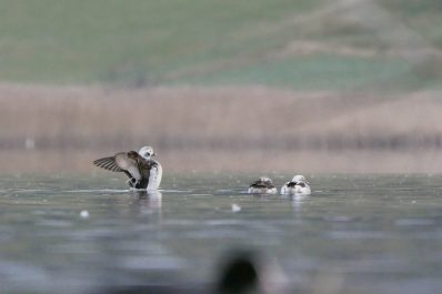 AktNatBeo-210313-ja-8_Eisente